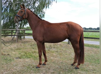 Brandenburg Warmblood, Gelding, 4 years, 17,1 hh, Chestnut-Red