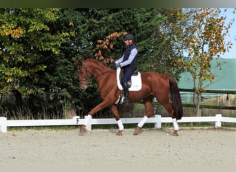 Brandenburg Warmblood, Gelding, 4 years, 17,1 hh, Chestnut-Red