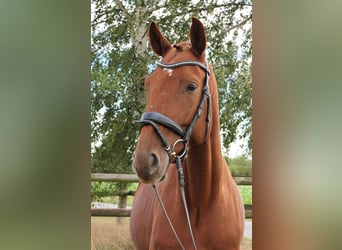 Brandenburg Warmblood, Gelding, 4 years, 17,1 hh, Chestnut-Red