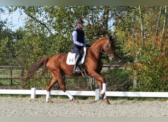 Brandenburg Warmblood, Gelding, 4 years, 17,1 hh, Chestnut-Red