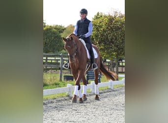 Brandenburg Warmblood, Gelding, 4 years, 17,1 hh, Chestnut-Red