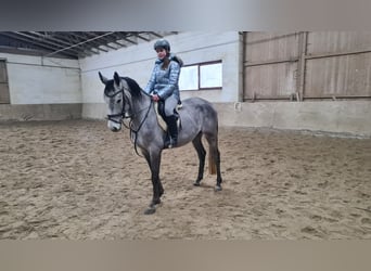 Brandenburg Warmblood, Gelding, 5 years, 15,3 hh, Gray-Dark-Tan