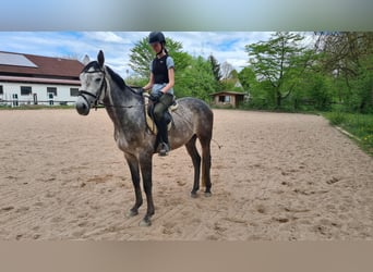 Brandenburg Warmblood, Gelding, 5 years, 15.3 hh, Grey-Dark-Tan