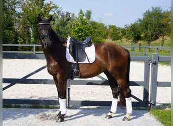 Brandenburg Warmblood, Gelding, 5 years, 16.1 hh, Bay-Dark