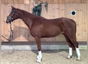 Brandenburg Warmblood, Gelding, 5 years, 16,1 hh, Chestnut-Red