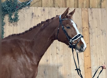 Brandenburg Warmblood, Gelding, 5 years, 16,1 hh, Chestnut-Red