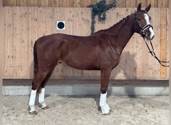 Brandenburg Warmblood, Gelding, 5 years, 16,1 hh, Chestnut-Red