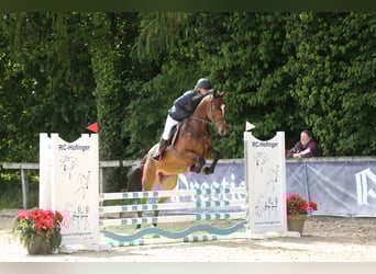 Brandenburg Warmblood, Gelding, 5 years, 16.3 hh, Brown