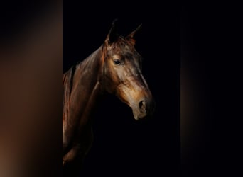 Brandenburg Warmblood, Gelding, 5 years, 16 hh, Smoky-Black