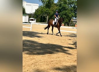 Brandenburg Warmblood, Gelding, 5 years, 16,3 hh, Brown