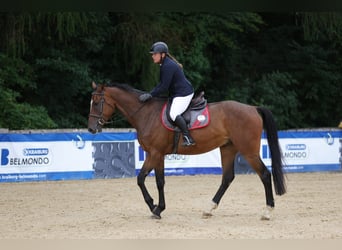 Brandenburg Warmblood, Gelding, 5 years, 16,3 hh, Brown