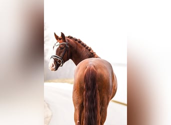 Brandenburg Warmblood, Gelding, 5 years, 17 hh, Chestnut-Red