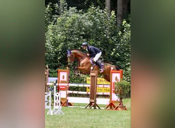 Brandenburg Warmblood, Gelding, 6 years, 16.1 hh, Brown