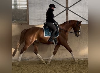Brandenburg Warmblood, Gelding, 6 years, 16.1 hh, Chestnut-Red