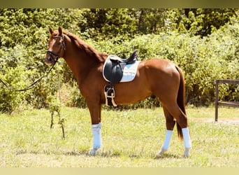 Brandenburg Warmblood, Gelding, 6 years, 17 hh, Chestnut-Red