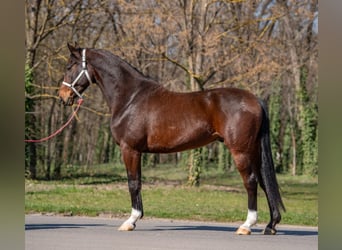 Brandenburg Warmblood, Gelding, 7 years, 16,2 hh, Brown