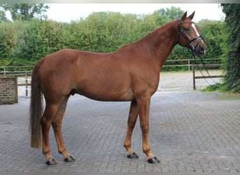 Brandenburg Warmblood, Gelding, 8 years, 16,1 hh, Chestnut-Red