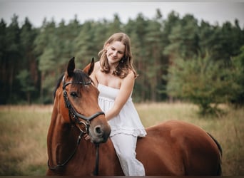 Brandenburg Warmblood, Mare, 10 years, 14,3 hh, Brown