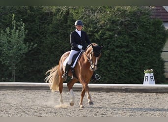 Brandenburg Warmblood, Mare, 10 years, 17,1 hh, Chestnut-Red