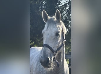 Brandenburg Warmblood, Mare, 10 years, 17.1 hh, Grey