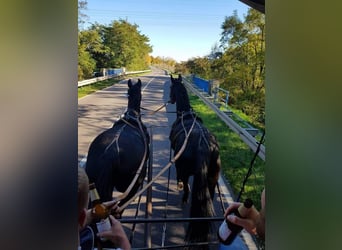 Brandenburg Warmblood, Mare, 11 years, 16 hh