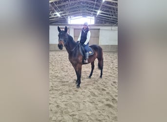 Brandenburg Warmblood, Mare, 12 years, 16 hh, Brown