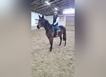 Brandenburg Warmblood, Mare, 12 years, 16 hh, Brown