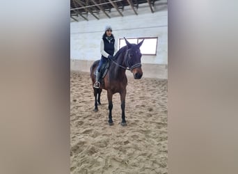 Brandenburg Warmblood, Mare, 12 years, 16 hh, Brown