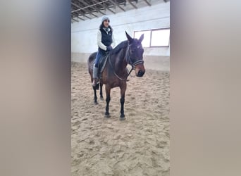 Brandenburg Warmblood, Mare, 12 years, 16 hh, Brown