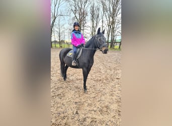 Brandenburg Warmblood, Mare, 13 years, 15.2 hh, Black
