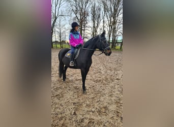 Brandenburg Warmblood, Mare, 13 years, 15,2 hh, Black
