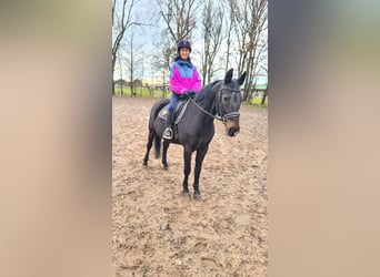 Brandenburg Warmblood, Mare, 14 years, 15.2 hh, Black