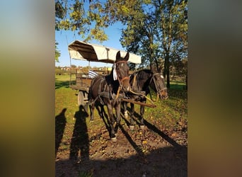 Brandenburg Warmblood, Mare, 14 years, 16 hh, Black