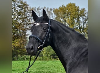 Equine 411: All About The Ardennes Horse Breed