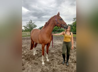 Brandenburg Warmblood, Mare, 15 years, 16 hh, Chestnut-Red