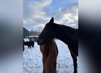 Brandenburg Warmblood, Mare, 17 years, 16,1 hh, Brown