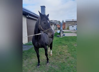 Brandenburger Warmblut, Stute, 18 Jahre, 16 hh, Dunkelbrauner