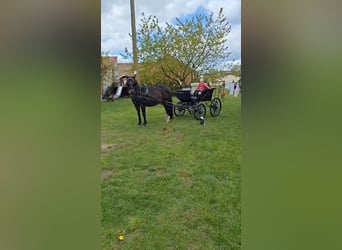 Brandenburger Warmblut, Stute, 18 Jahre, 16 hh, Dunkelbrauner