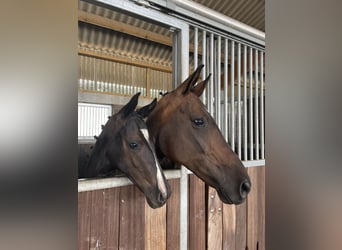 Brandenburg Warmblood, Mare, 18 years, 16,2 hh, Bay-Dark