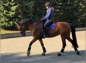 Brandenburg Warmblood, Mare, 18 years, 17 hh, Brown