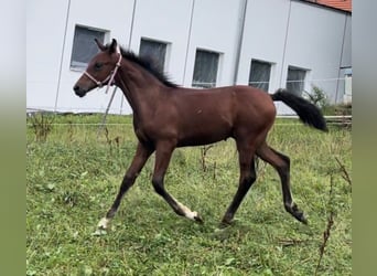 Brandenburg Warmblood, Mare, 18 years, 17 hh, Brown