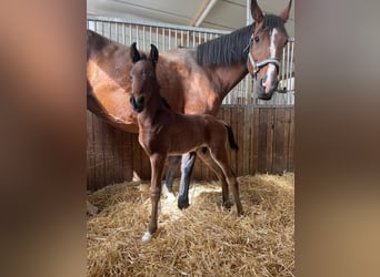 Brandenburg Warmblood, Mare, 18 years, 17 hh, Brown