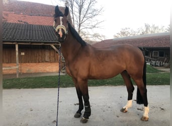 Brandenburg Warmblood, Mare, 18 years, 17 hh, Brown