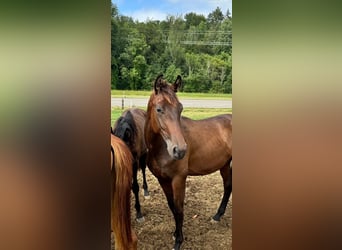 Brandenburg Warmblood, Mare, 18 years, 17 hh, Brown