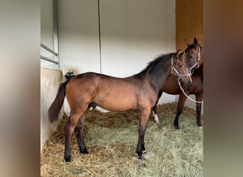 Brandenburg Warmblood, Mare, 18 years, 17 hh, Brown