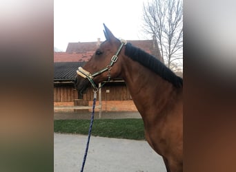 Brandenburg Warmblood, Mare, 18 years, 17 hh, Brown