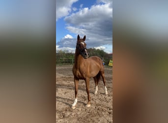 Brandenburg Warmblood, Mare, 19 years, 16 hh, Chestnut-Red