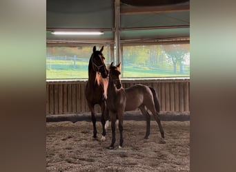 Brandenburg Warmblood, Mare, 19 years, 17 hh, Brown