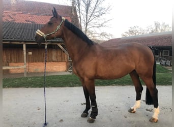 Brandenburg Warmblood, Mare, 19 years, 17 hh, Brown