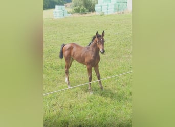 Brandenburg Warmblood, Mare, 19 years, 17 hh, Brown